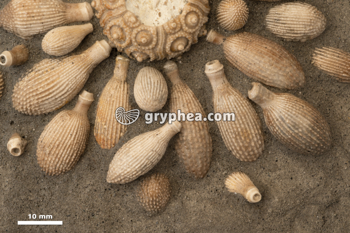 Radioles d'oursin fossile (Cidaropsis sp, Maroc) - avec échelle - gryphea.org